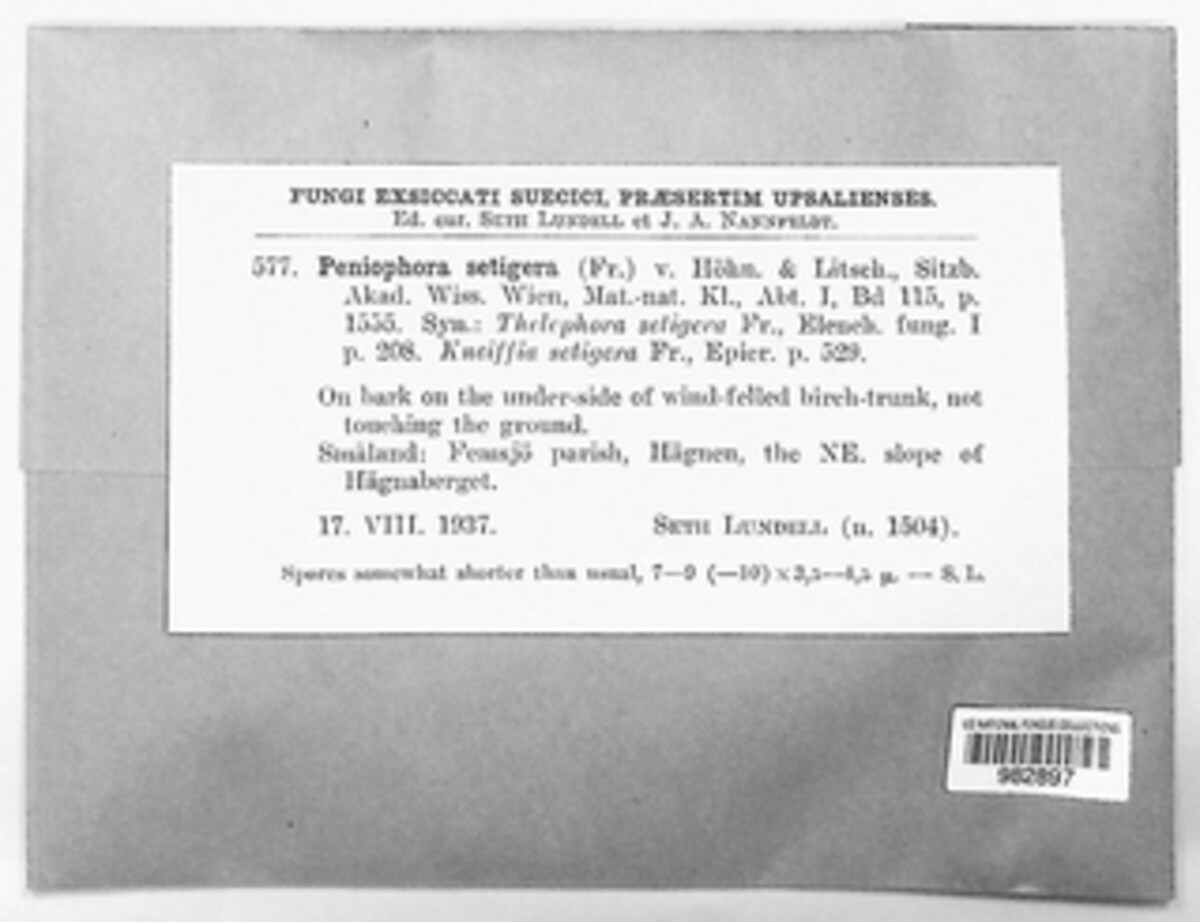 Hyphoderma setigerum image